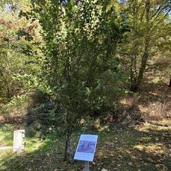Ehebaum