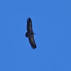 wir hatten hohen Besuch, wahrscheinlich ein Gänsegeier