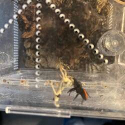 Stripe, the jumping spider eating a locust- he just sucks out the juices!
