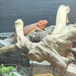 Tango, the bearded dragon has grown a lot in a year!