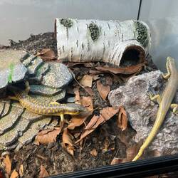 Sol and Luna, the skinks (the newest additions).