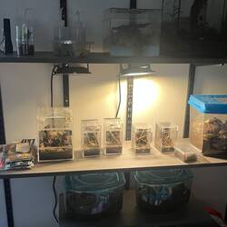 A collection of spiders and tarantulas. Nathaniel loves to create terrariums for them!