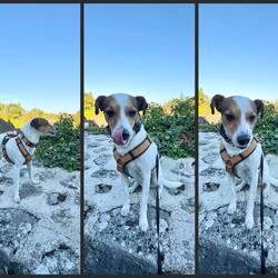 Auf die Mauer ist er auch gesprungen. War etwas unsicher, aber sogar Sitz hat geklappt 🤩