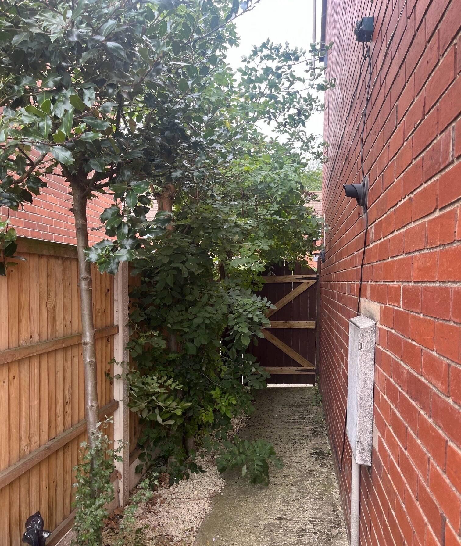 Trees before project.