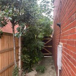 Trees before project.