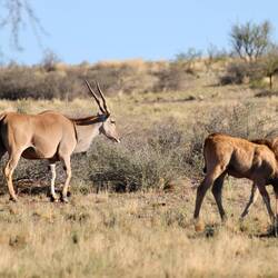 Eland oder Elen-Antilope - die größte und schwerste Antilope der Welt