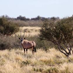 Oryx-Antilope