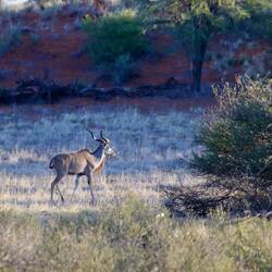 Kudu