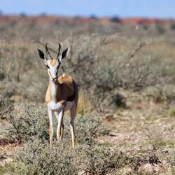 Springbock