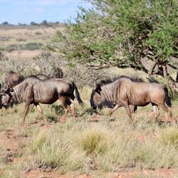 Gnus
