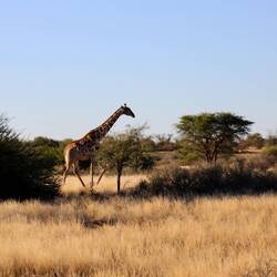 Giraffe