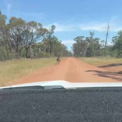 Brumby on the way in