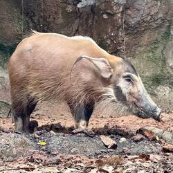 ein Pinselohrschwein 😍