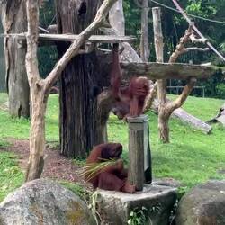 Orang-Utans 🦧