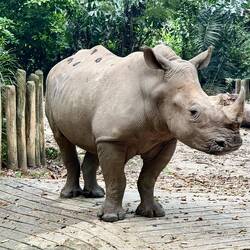 ein weisses Nashorn