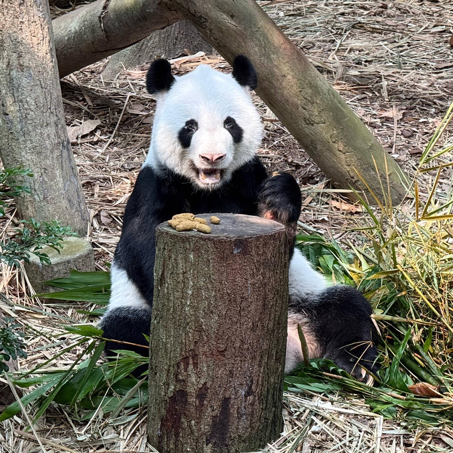 ein süsser Panda ❤️❤️❤️