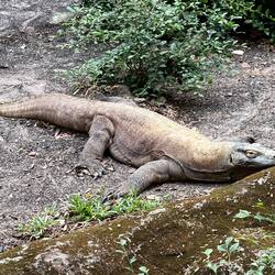 ein Komodowaran