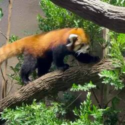 ein roter Panda 😍