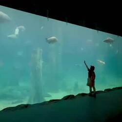 In diesem riesengrossen Aquarium leben unter anderem auch Seekühe (Manatis).