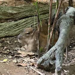 ein Capybara