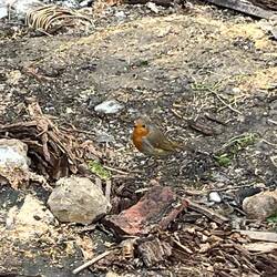 Robin Redbreast enjoying lunch!