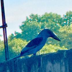 Ein Blaubrustliest (gambischer Eisvogel) 🦜