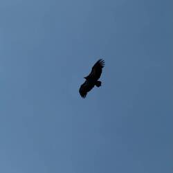 Über uns kreisten Steinadler, ein phantastischer Anblick ... 