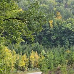Autumn colours