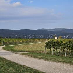 Vinyard