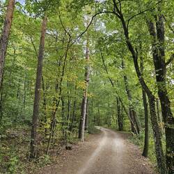Forest track