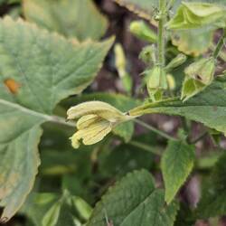 Salvia glutinosa