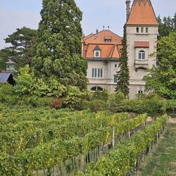Vinyard