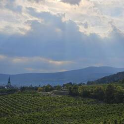 Vinyards near Baden