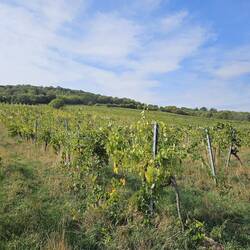 Vineyards outside Guntramsdorf