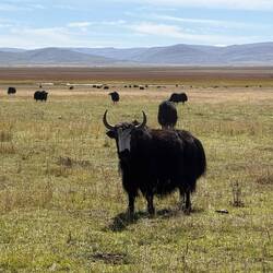 Sangke Grassland