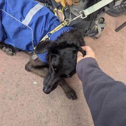 Dog in question