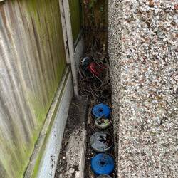 Look what we found between the shed and fence, under a lot of branches!