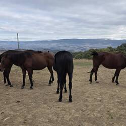 The only creatures I saw en route