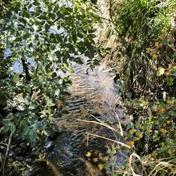 Scherkonde mit Wasser