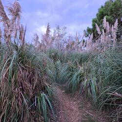 Abendspaziergang durch das Pampasgras-Labyrinth