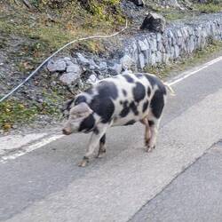 Albanisches Schwein 🐷