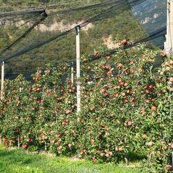 Apfel