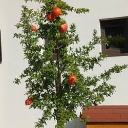 Granatapfel
