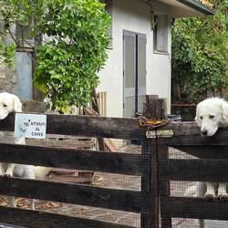 Beware these vicious beasts