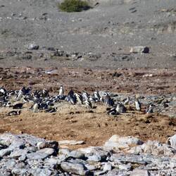Brillenpinguine