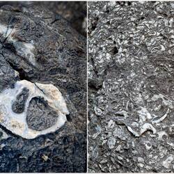 Fossils along the way ... Path on the Rocks — Cefalù, Sicily.