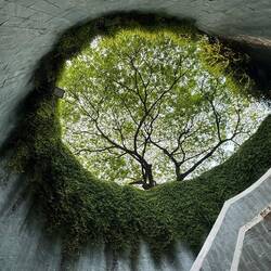 Fort Canning Tree Tunnel