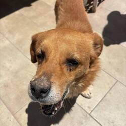 Rex, Miguels Hund werden wir auch vermissen