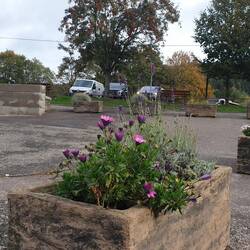 Herbstblumen