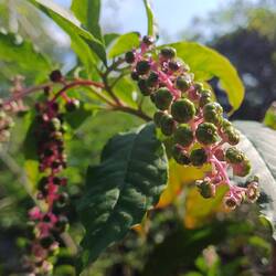 Indische Kermesbeere
